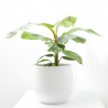 BANANERA MACETA 21CM