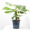 BANANERA MACETA 21CM