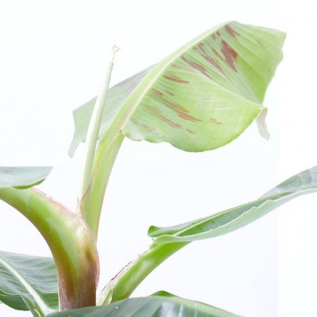 BANANERA MACETA 21CM