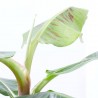 BANANERA MACETA 21CM