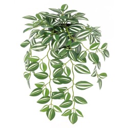 TRANDESCANTIA COLGANTE MACETA