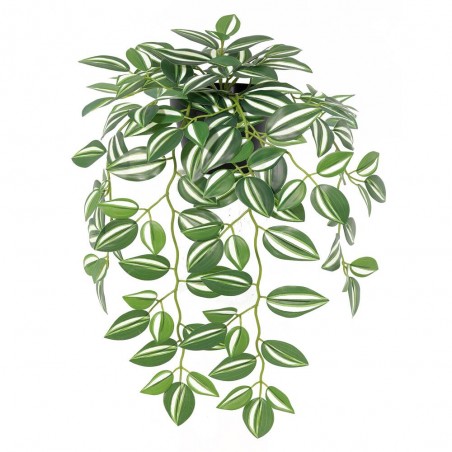 TRANDESCANTIA COLGANTE MACETA