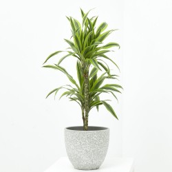 DRACENA LEMON LIME