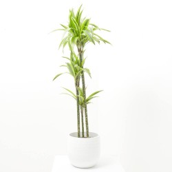 DRACENA LEMON LIME