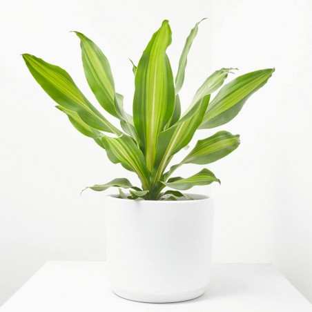 DRACAENA BURLEY MACETA 4L