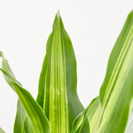DRACAENA BURLEY MACETA 4L