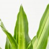 DRACAENA BURLEY MACETA 4L