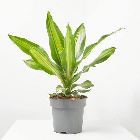 DRACAENA BURLEY MACETA 4L