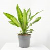 DRACAENA BURLEY MACETA 4L