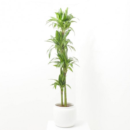 DRACAENA HAWAII SUNSHINE MACETA 25CM