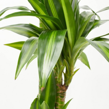 DRACAENA HAWAII SUNSHINE MACETA 25CM