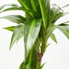 DRACAENA HAWAII SUNSHINE MACETA 25CM