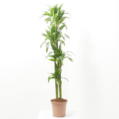 DRACAENA HAWAII SUNSHINE MACETA 25CM