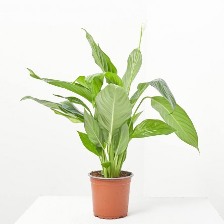 SPATHIPHYLLUM MACETA 14CM