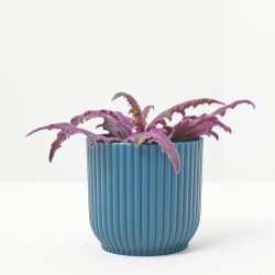 GYNURA AURANTI MACETA 6CM