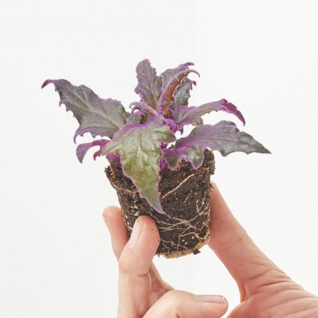 GYNURA AURANTI MACETA 6CM