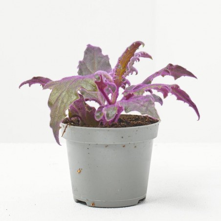 GYNURA AURANTI MACETA 6CM