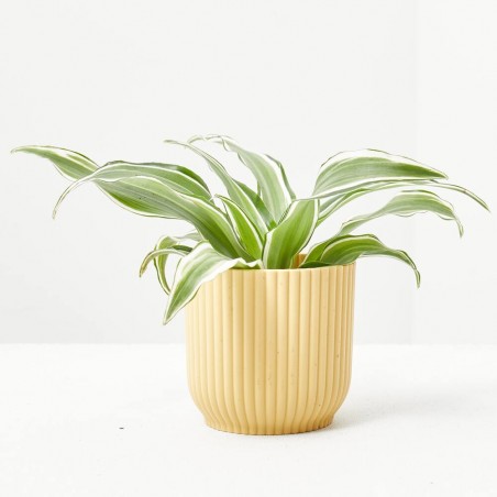 DRACAENA DRAGONTREE KANZI M-6