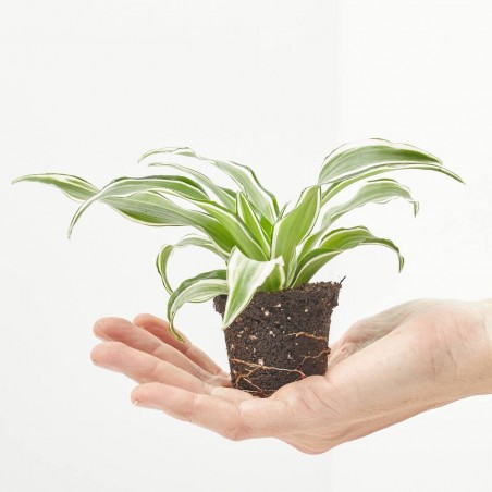 DRACAENA DRAGONTREE KANZI M-6