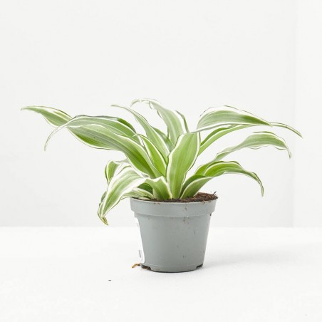 DRACAENA DRAGONTREE KANZI M-6