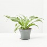 DRACAENA DRAGONTREE KANZI M-6
