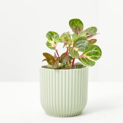 IRESINE HERBSTII BLOODLEAF MACETA 6CM