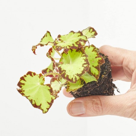 BEGONIA AMPHIOXUS MACETA 6CM