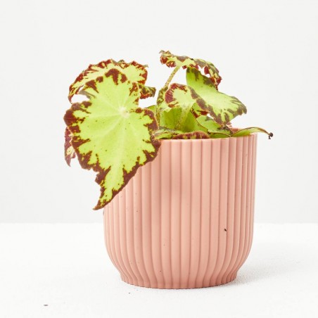 BEGONIA AMPHIOXUS MACETA 6CM