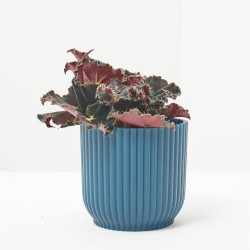 BEGONIA REX DARK MAMBO MACETA 6CM