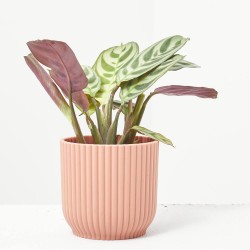 MARANTA L. AMABILIS AMAGRIS MACETA 6CM