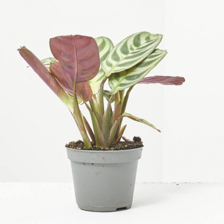 MARANTA L. AMABILIS AMAGRIS MACETA 6CM