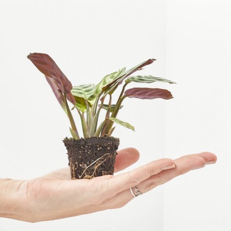 MARANTA L. AMABILIS AMAGRIS MACETA 6CM