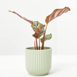 CALATHEA MAKOYANA MACETA 6CM