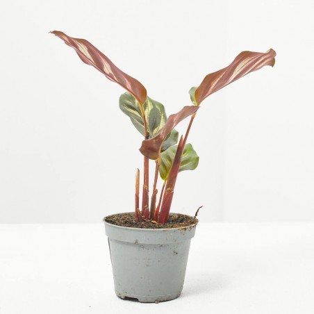 CALATHEA MAKOYANA MACETA 6CM