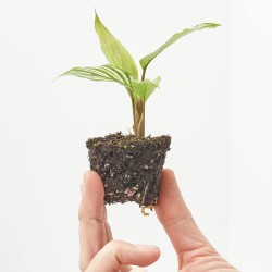 CALATHEA VITTATA MACETA 6CM