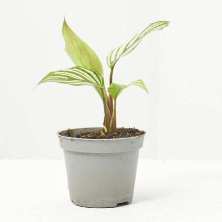 CALATHEA VITTATA MACETA 6CM