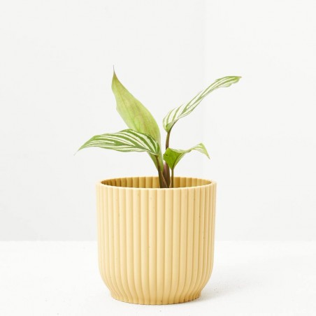 CALATHEA VITTATA MACETA 6CM