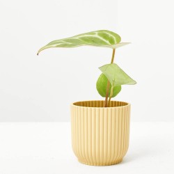 ANTHURIUM CRYSTALLINUM MACETA 6CM