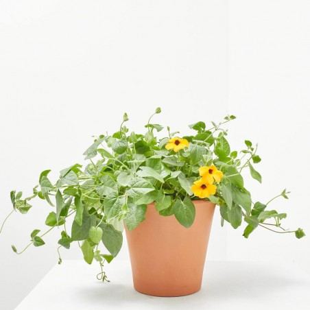 THUNBERGIA MACETA 17CM ARBUSTIVA