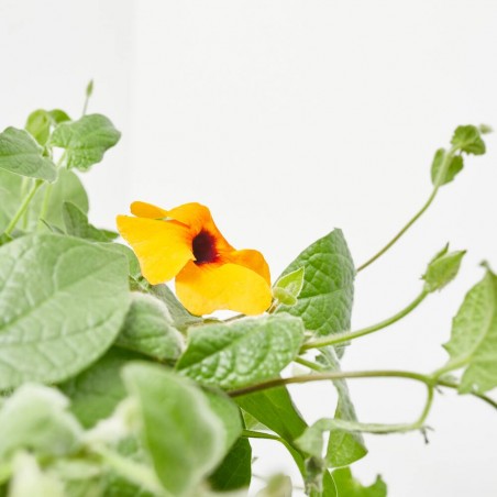 THUNBERGIA MACETA 17CM ARBUSTIVA