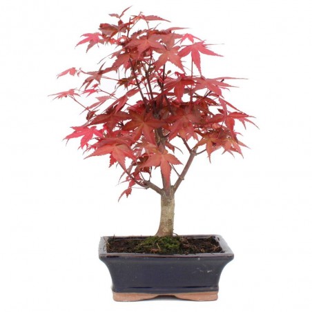 BONSÁI 7 AÑOS ACER PALMATUM