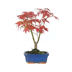 BONSÁI 7 AÑOS ACER PALMATUM ATROPURPUREUM