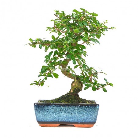 BONSÁI 8 AÑOS CARMONA 