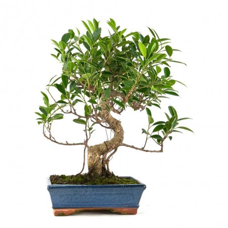 BONSÁI 10 AÑOS FICUS RETUSA