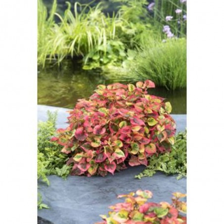 HOUTTUYNIA CORDATA 'CHAMELEON'