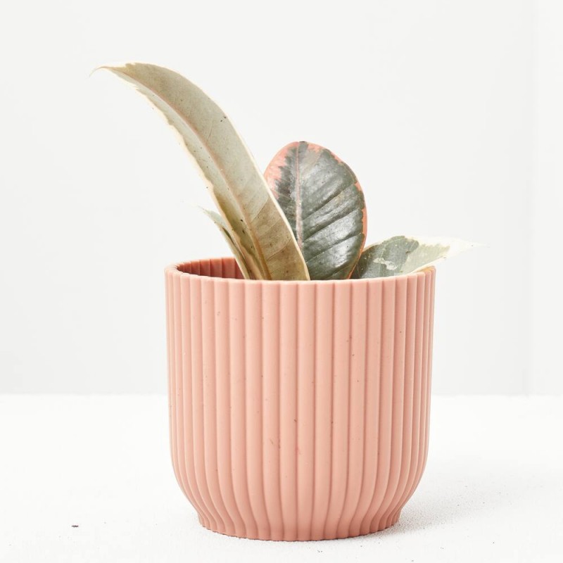 FICUS TINEKE MACETA 6CM
