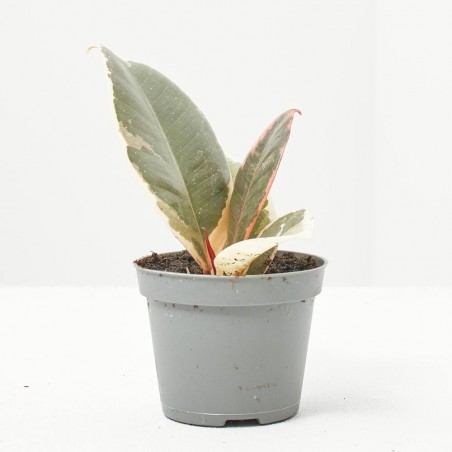FICUS TINEKE MACETA 6CM