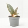 FICUS TINEKE MACETA 6CM