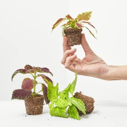 COLEUS MIX MACETA 6CM