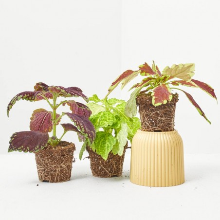 COLEUS MIX MACETA 6CM